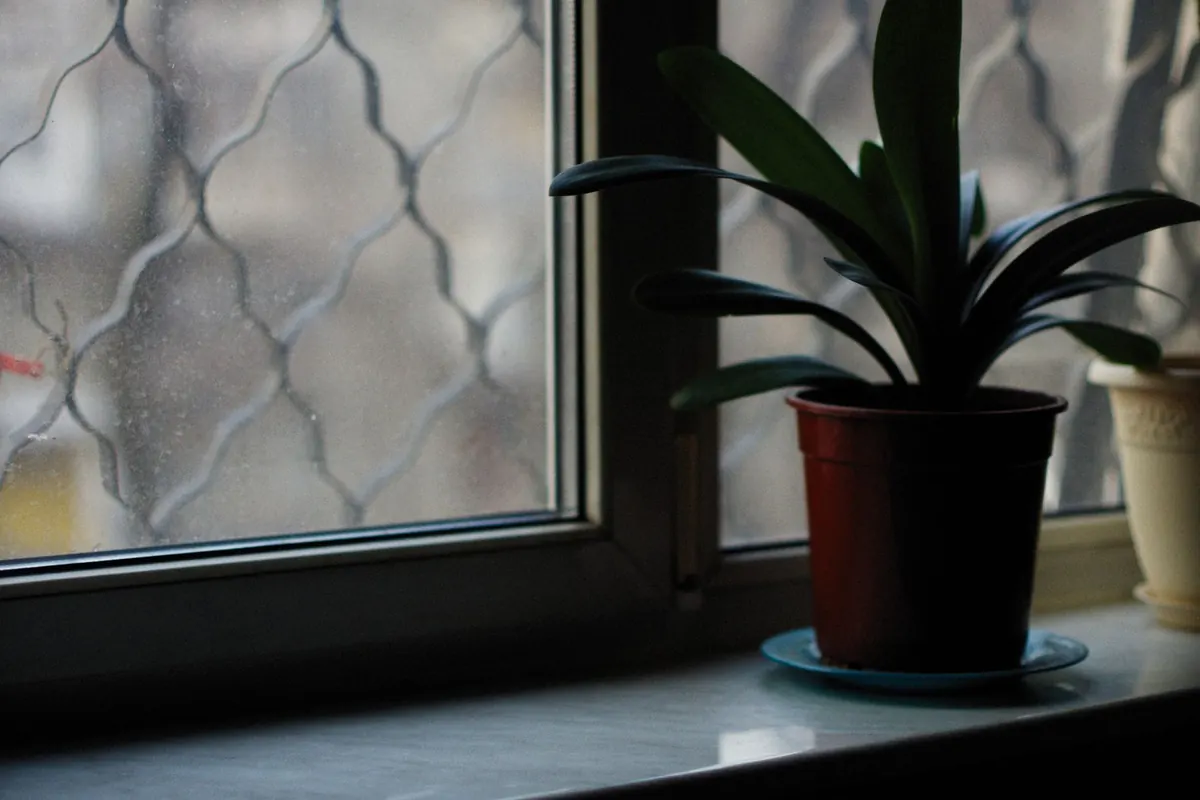 10 Common Houseplant Mistakes Brits Make (and How to Fix Them)