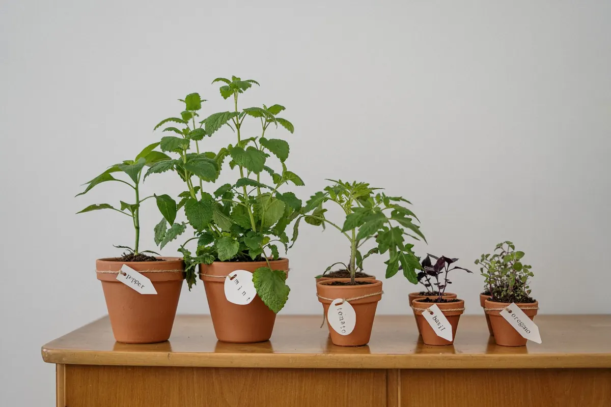 Balcony and Small-Space Gardening: Growing Food in Pots and Grow Bags