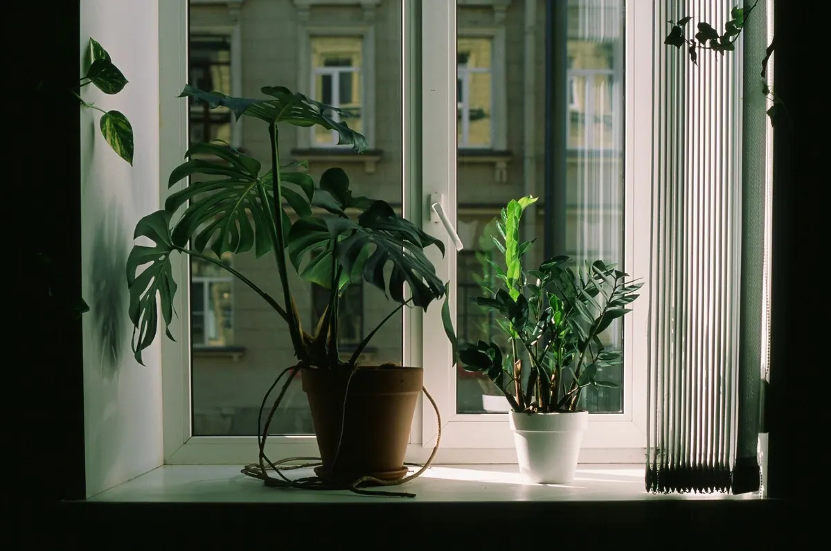 Best Low-Light Houseplants for North-Facing UK Flats