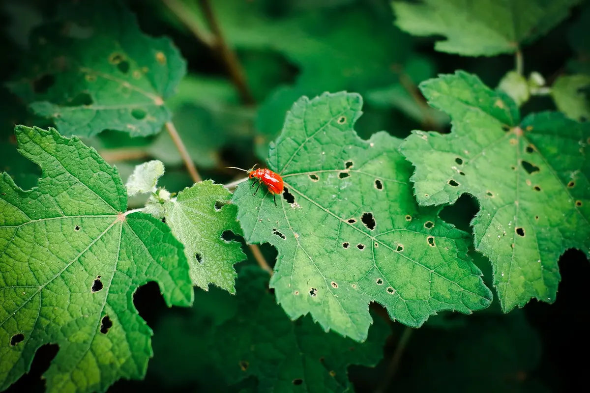 How to Treat Spider Mites, Fungus Gnats and Mealybugs Without Harsh Chemicals
